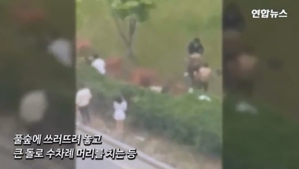 연합뉴스 화면 캡처