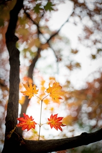 이 사진은 가을의 직접적 표현이다.