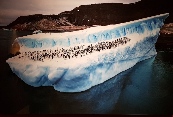 ‘붕괴되는 남극해빙’은 지구온난화로 인해 남극에서 떨어져 나온 얼음위에 펭귄 수백 마리가 함께 떠다니는 애처로움을 담았다.