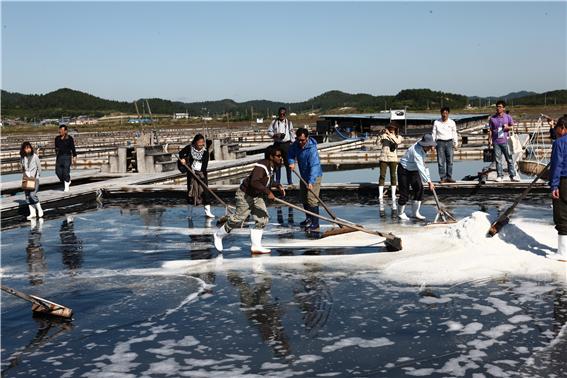 신안군 증도의 염전 체험. 유네스코 생물권보전지역으로 지정된 증도는 전통방식으로 소금을 생산하고 있다(2012년 East Asian Biosphere Reserve Network 회의에서). 사진/홍선기