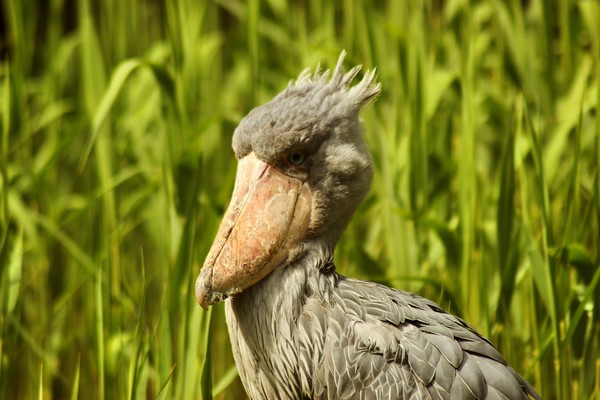 주걱부리 황새(shoebill stork) 사진/픽사베이