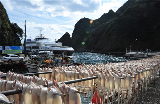 오징어 풍년. 기후변화에 의하여 어촌의 풍경은 달라지고 있다. 사진/홍선기