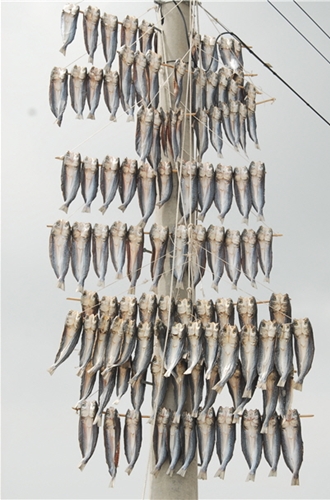 전봇대 보리숭어 말리기. 이 자체가 섬 생태문화이고, 관광 인프라 아닐까.  사진/홍선기 