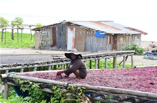 인도네시아 술라웨시의 해조류 채취와 활용에 대한 조사. 해조류 6차 산업으로 발전하는 과정.  사진/홍선기 