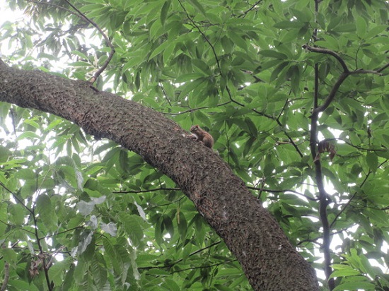 오동나무는 가구재로 많이 쓰이지만 가볍고 깨끗하고 뚫기 쉬워 동물들이 많이 애용한다. 문은 원형이다. 사진/최종욱 수의사