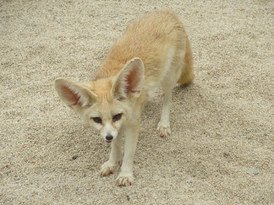 사막여우가 진료실에 아파서 들어왔다. 처음에는 가벼운 꼬리부상이었다. 가벼운 마음으로 치료했다. 사진/ 최종욱 수의사 제공