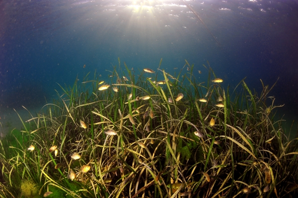 잘피숲 / 사진 = 효성그룹 제공