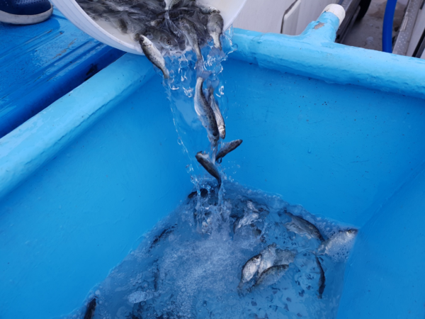 강화군 황산도 해역에 어린 점농어 15만여 마리를 방류/사진 인천시