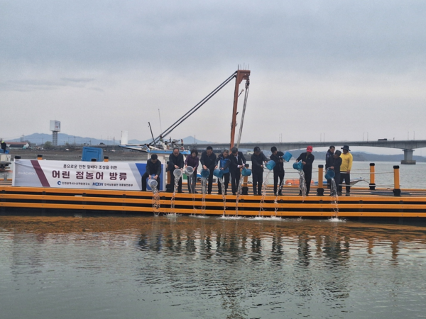 강화군 황산도 해역에 어린 점농어 15만여 마리를 방류/사진 인천시