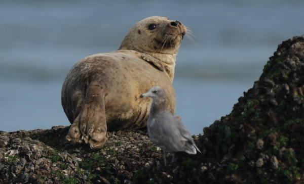점박이 물범/사진 인천시
