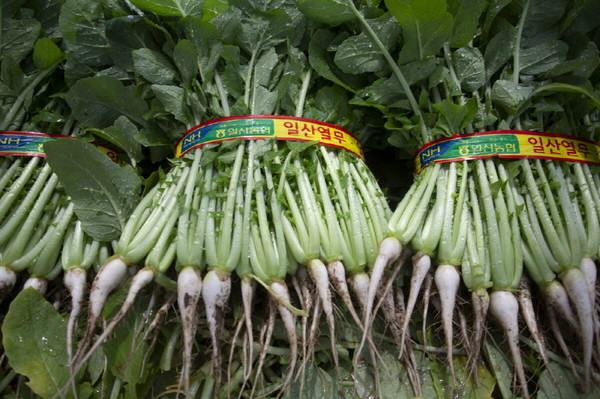 일산열무/사진 고양시