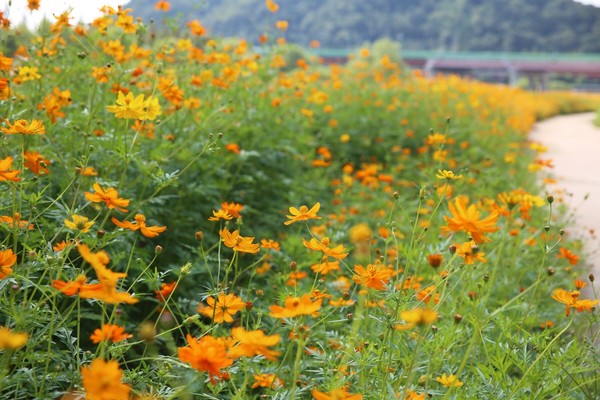 창릉천에 만개한 황화코스모스/ 사진 고양시