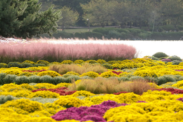 ‘고양가을꽃축제'가 열리는 일산호수공원