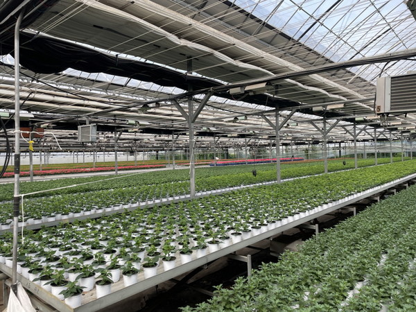 ICT(정보통신기술)접목된 자동화 온실/ 사진 고양시 