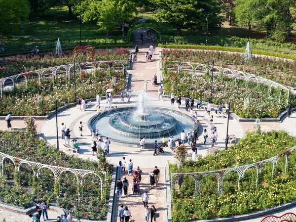 대한민국에서 가장 먼저 피는 장미를 만날 수 있는 장미원(2024고양국제꽃박람회)/ 사진 고양시