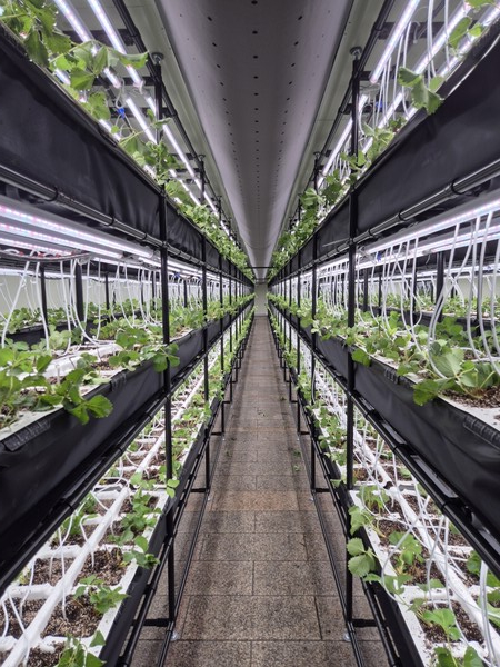 마두 지하보도 딸기 스마트팜/ 사진 고양시