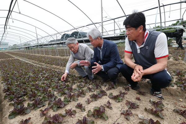 농협중앙회, 엽채류 재배 농가 현장경영 실시. / 사진 = 농협중앙회 제공